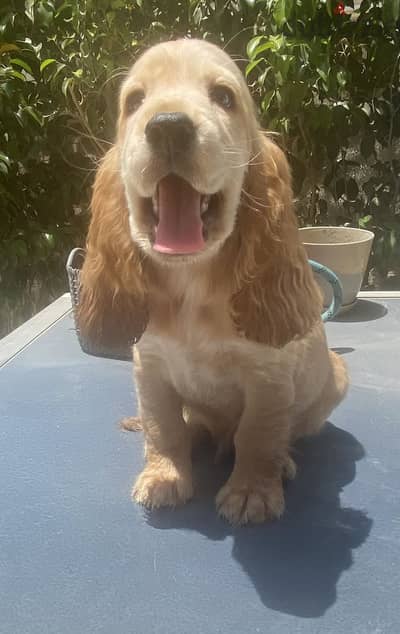 Pure cocker spaniel male 70days