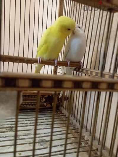 زوج عين حمره