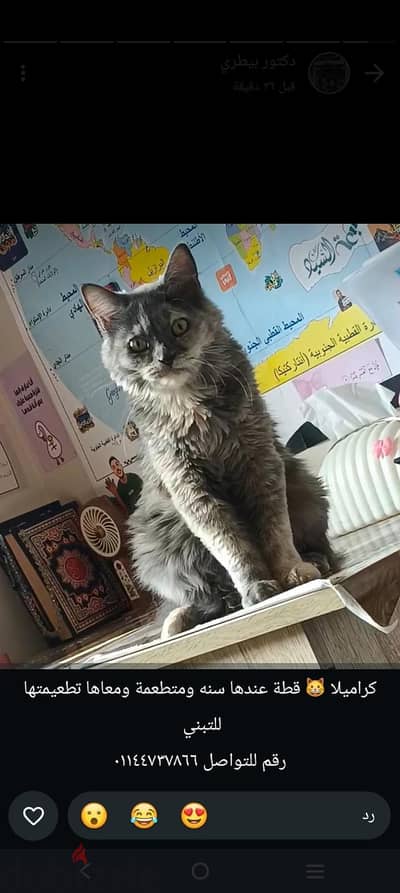 قطه تبني