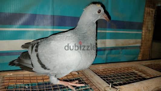 زغلول دلبر زاجل