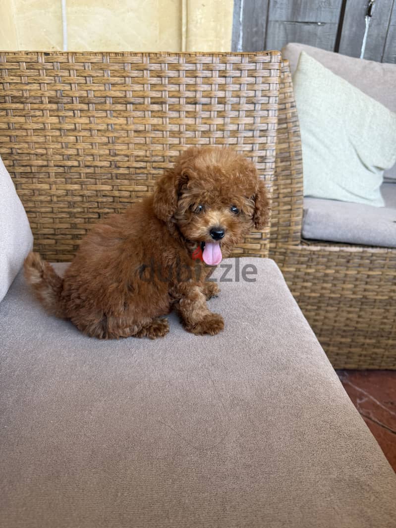 For Sale 1