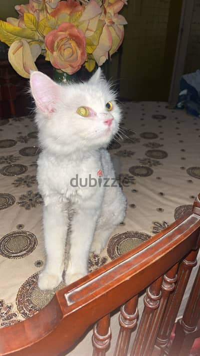 قطة بيضه للتبني