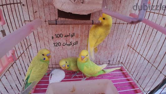أسترالي للبيع