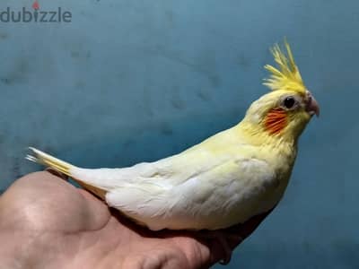 متاح كوكتيل لاتيني عين حمره للتاكيل اليدوي عمر 30 يوم