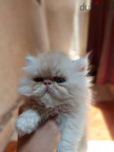 قطه بيرشن