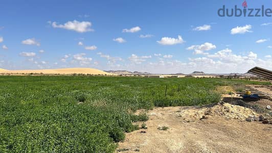 فرصة استثمارية متميزة لمشروع زراعي في منطقة الحيز بالواحات البحرية