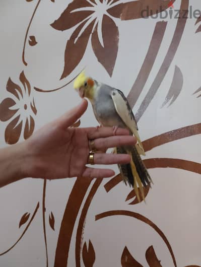 كوكتيل مصبع