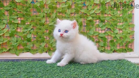 دبدوبه هيمالايا بيور 45 يوم