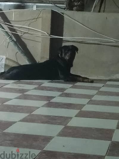 دكر روت وايلر للجواز