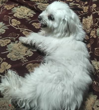 كلب من فصيلة المالتيز (Maltese)