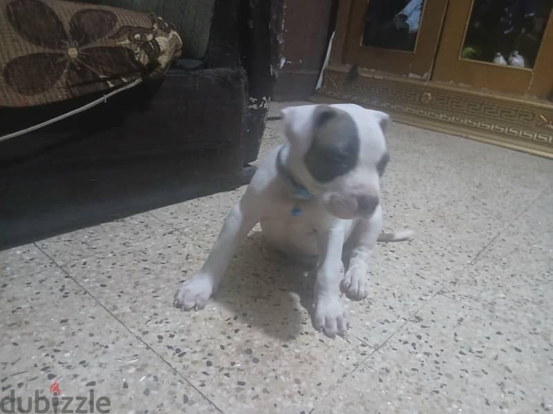 جراوي بيتبول 1