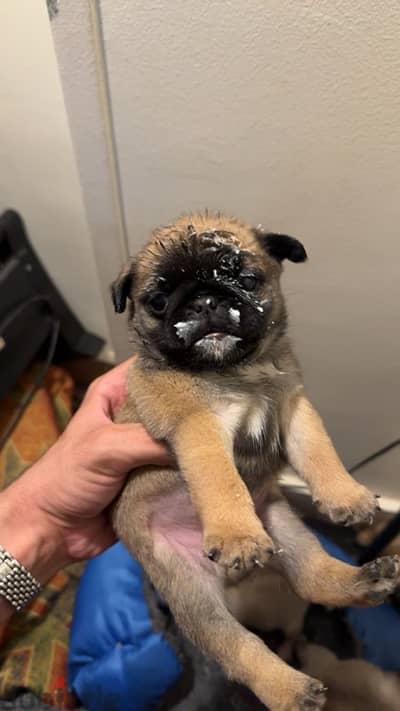 pug puppy