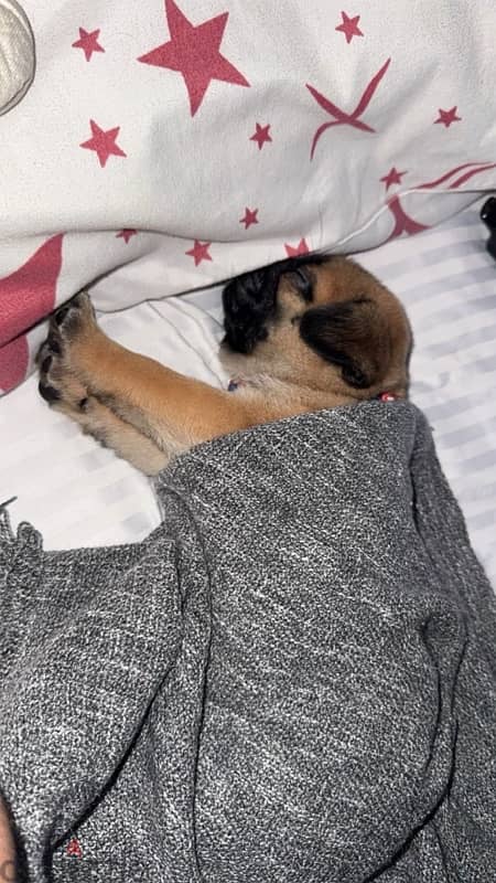 pug puppy 1