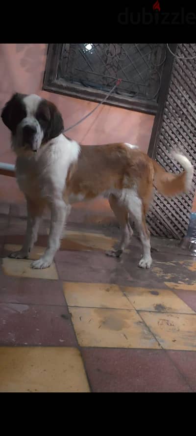Saint Bernard