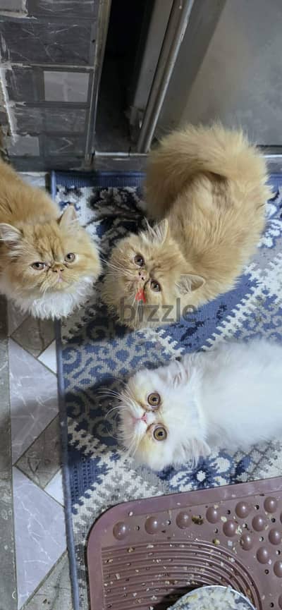 قطط بيرشن زرار بيور عرض يوم واحد فقط