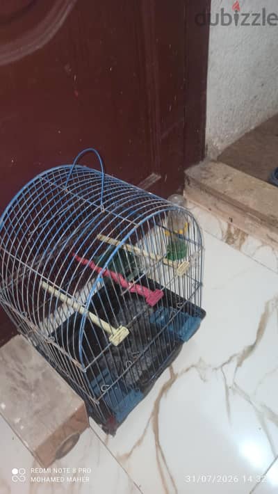 سبت عصافير