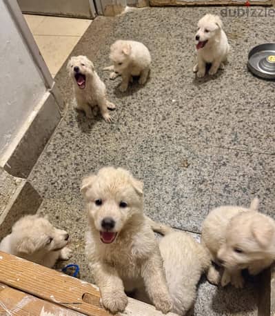 White german sheperd
