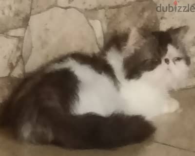 ذكر هارليكان براون