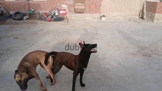 نتايه مالينو دارك منتجه بسعر خيالى علاشان ودنها مش مظبوطه