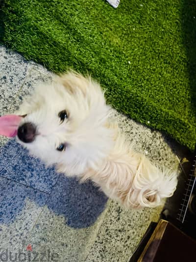 كلب مالتيز (Maltese) عمره ٧ شهور