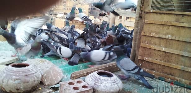 حمام برري زغاليل للدبيح سعر الجوز ٩٠ جنيه