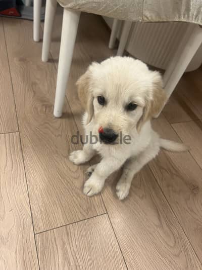 Pure Godlen Retriever