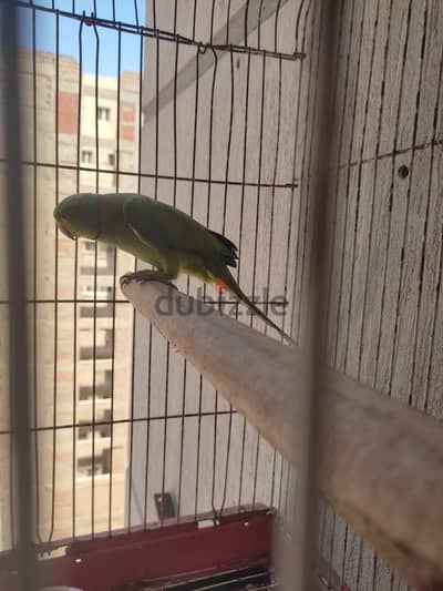 دكر دره هندي