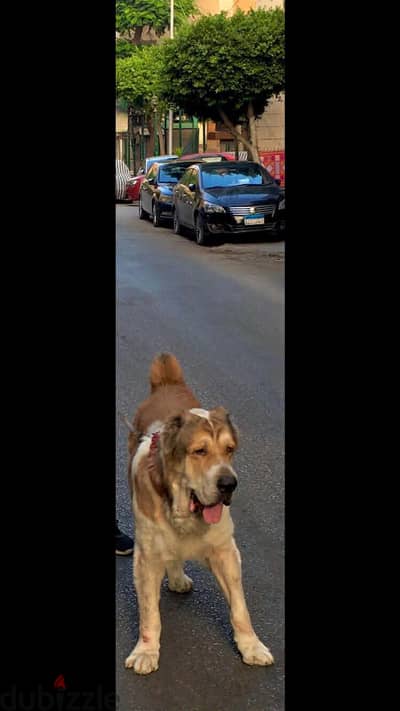للبيع دكر الإباي لم يسبق له الجواز