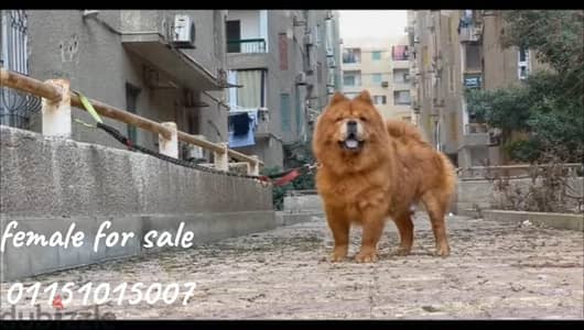 chow chow female 3 and half years