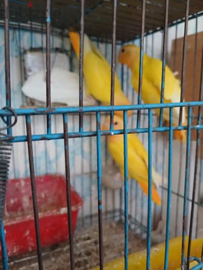 روز شباب