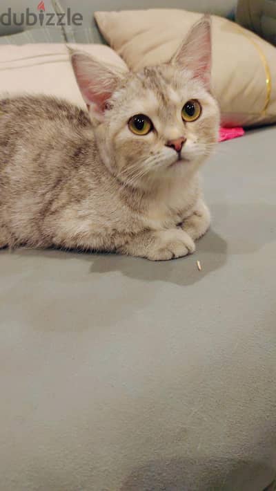 British shorthair cat for sale