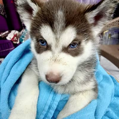Husky