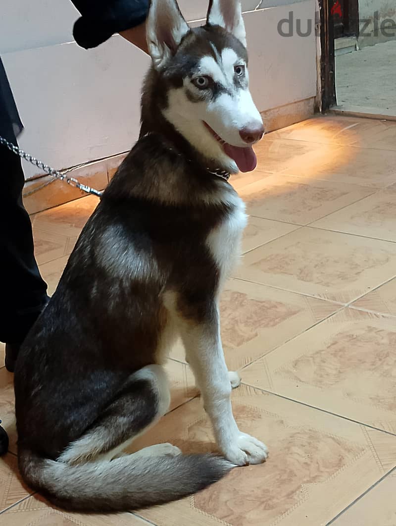 Husky 2