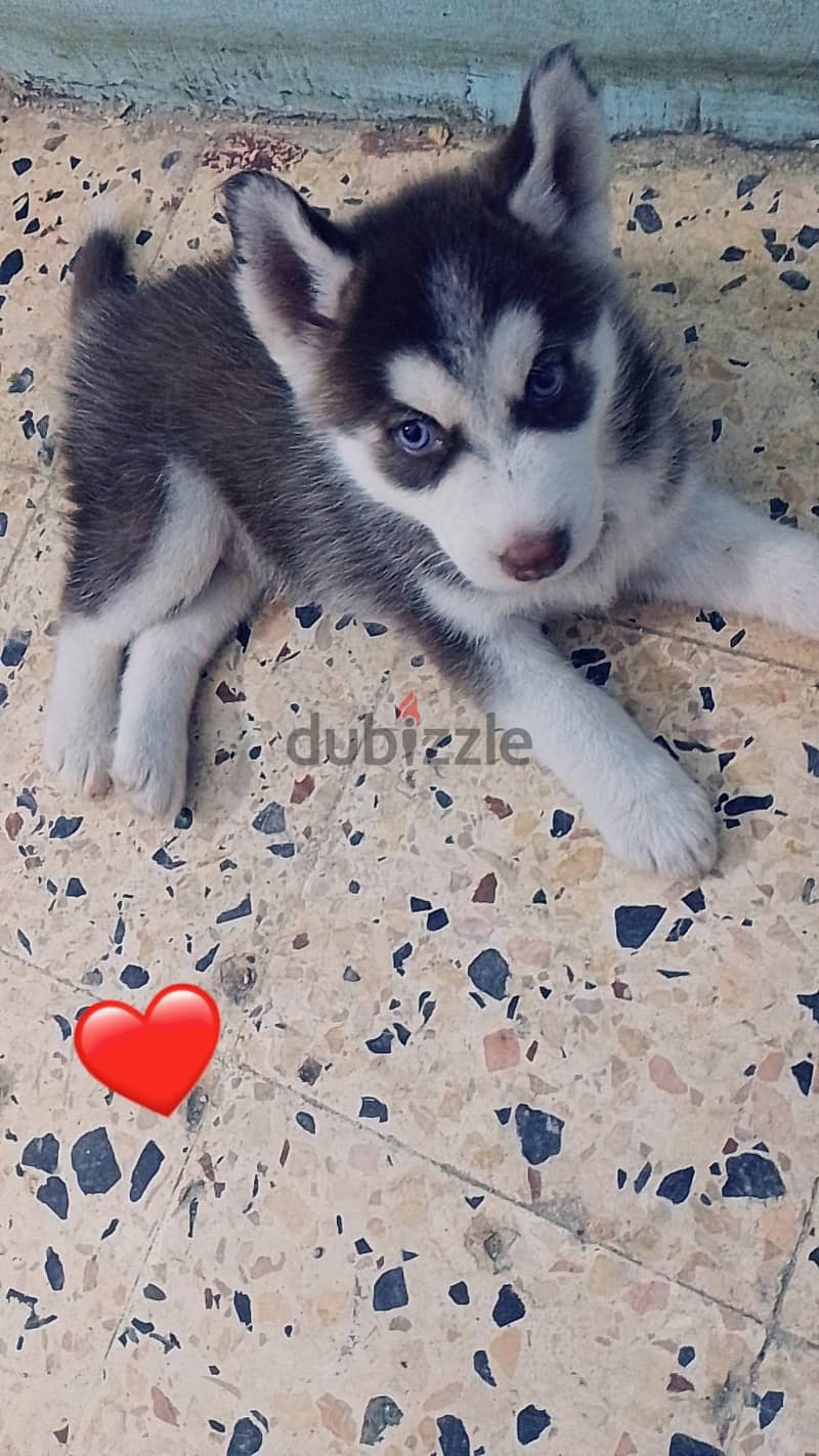 Husky 3