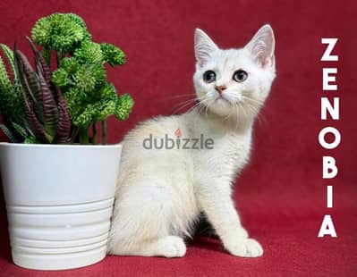 British Shorthair Silver Shaded
