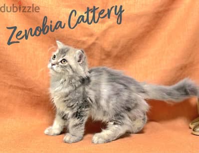 British Longhair