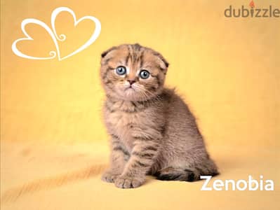 Scottish Fold Gold