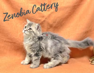 British Longhair Marble Silver