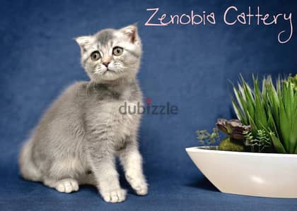 Scottish Fold Shorthair Silver