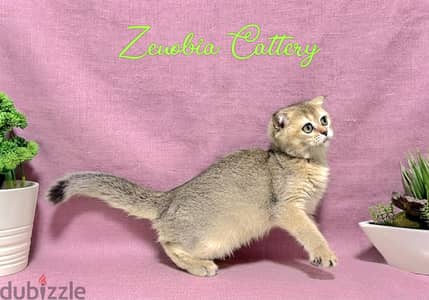 Scottish Fold Gold ny25