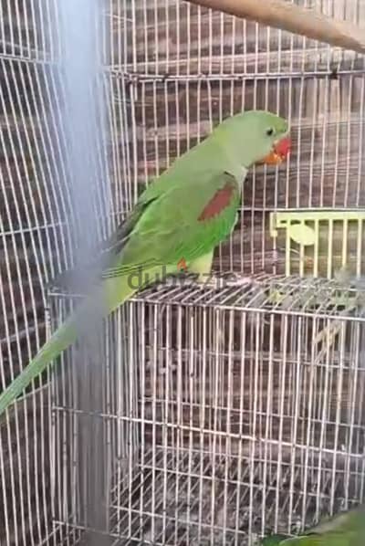 دره امريكي