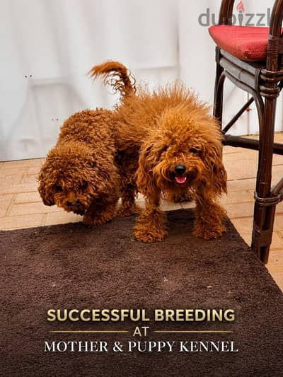 Puppy's Poodle