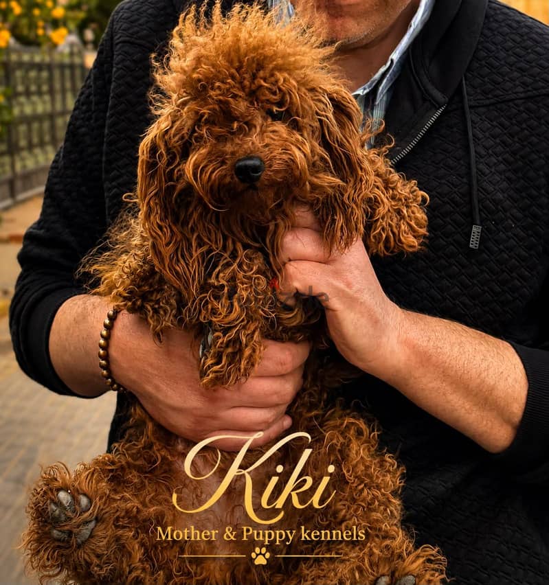 Puppy's Poodle 1