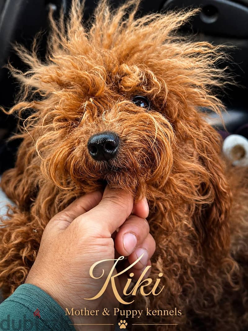 Puppy's Poodle 2