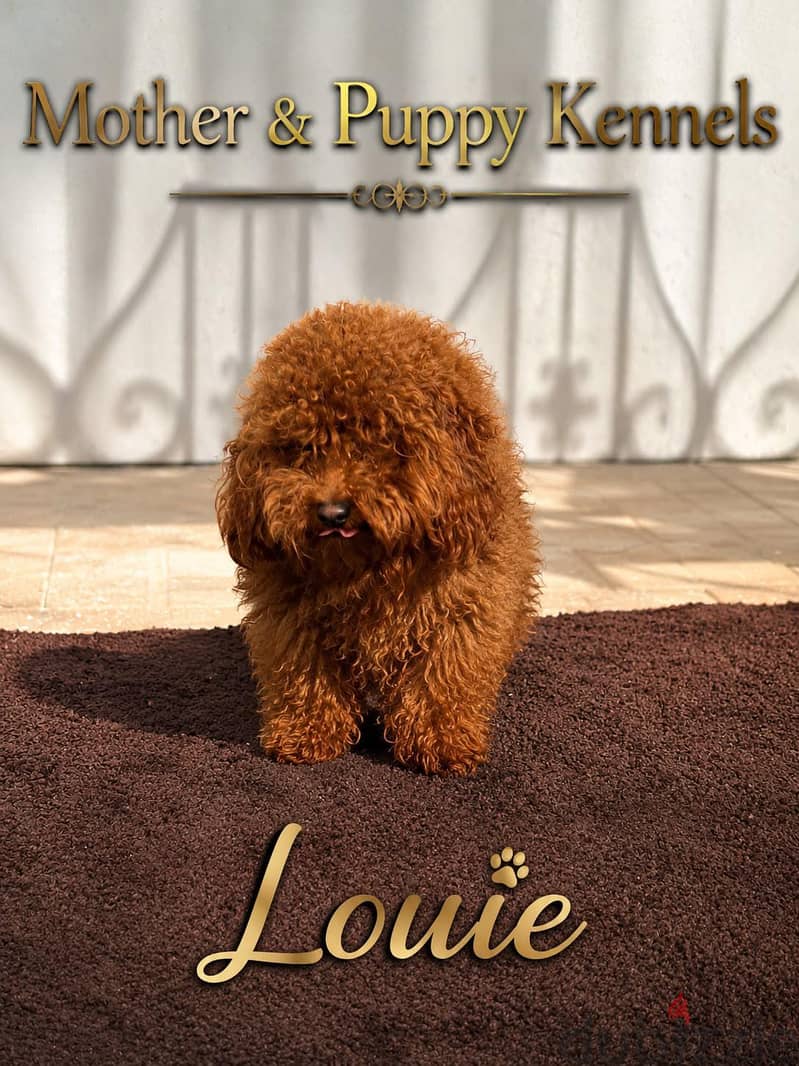 Puppy's Poodle 3