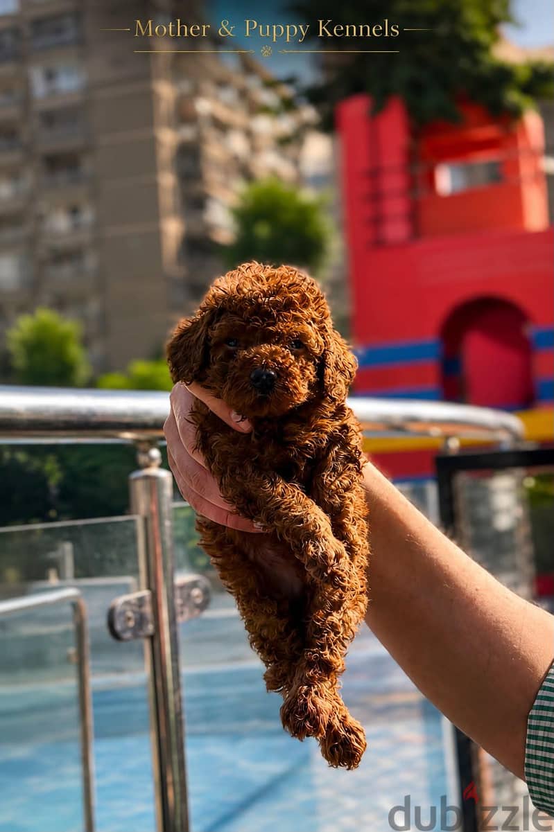 Puppy's Poodle 4