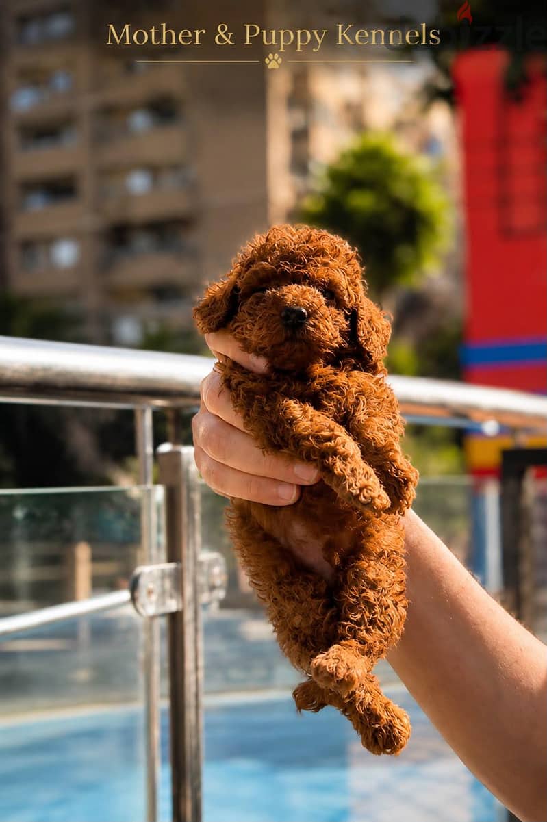 Puppy's Poodle 5