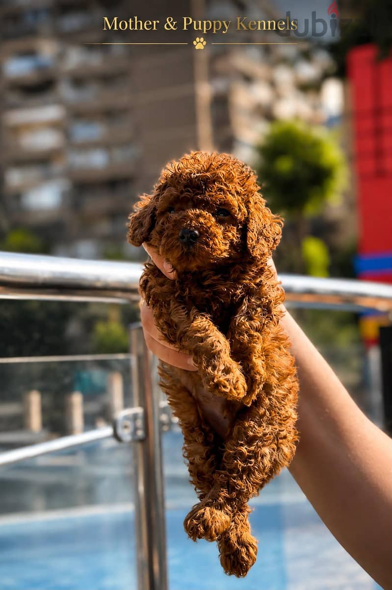 Puppy's Poodle 6