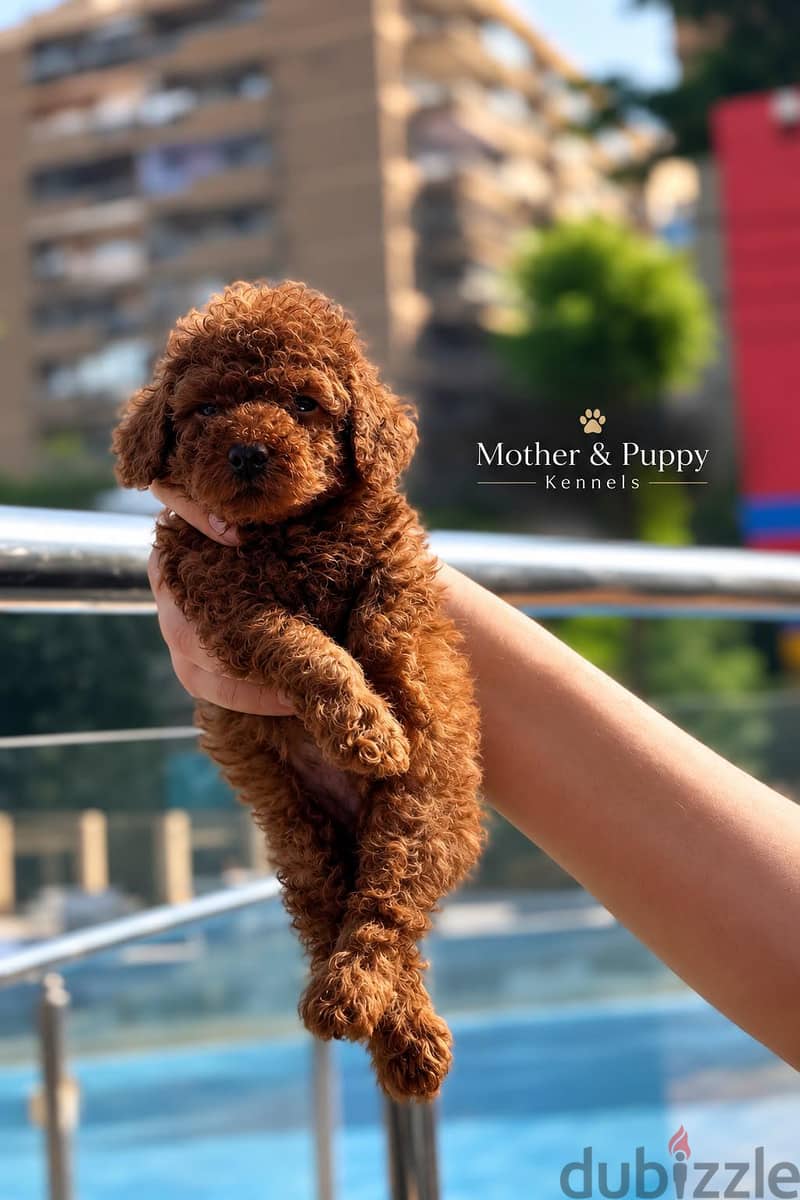 Puppy's Poodle 7