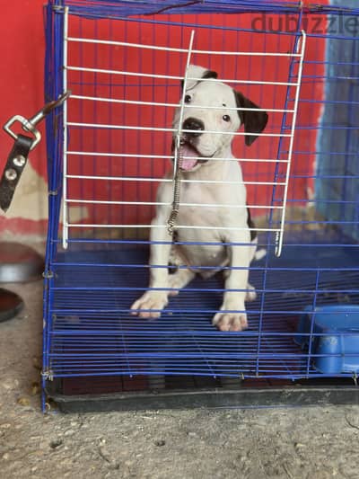 Available poly XL puppy